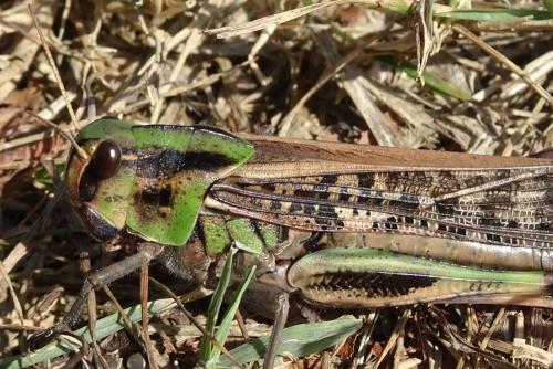 Réf. 242 341 : Locusta migratoria